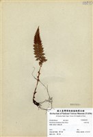 藏品(針葉耳蕨)的圖片